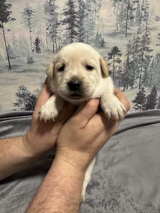 Продам лабрадоров