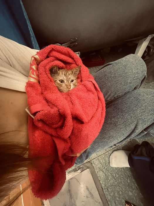 ласковый котик который подарит вам тепло)