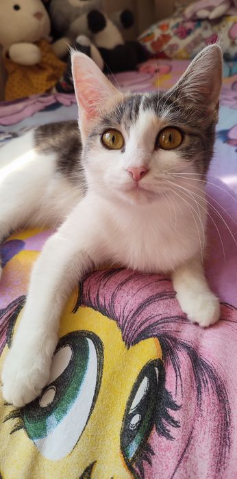 Котята ищут дом. Котёнок
