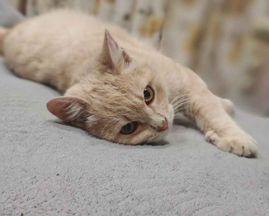 Отдам кота в хорошие добрые руки