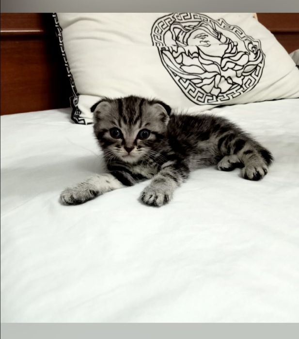 Продаётся милый котёнок