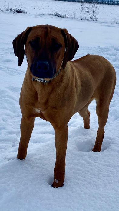 Femela Rhodesian ridgeback