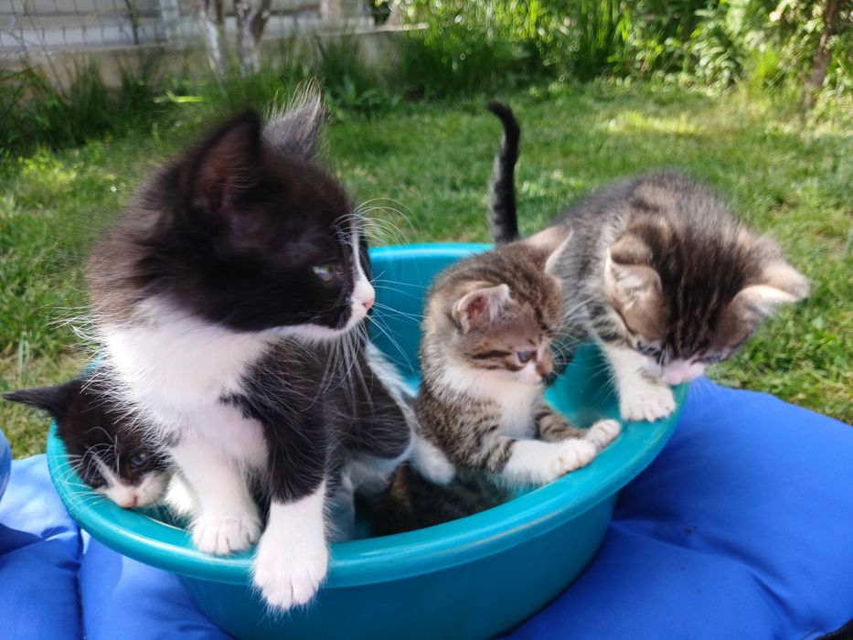 Ofer spre adoptie pui de pisica - 6 saptamani