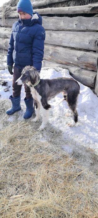 Тазы Арлан робочи