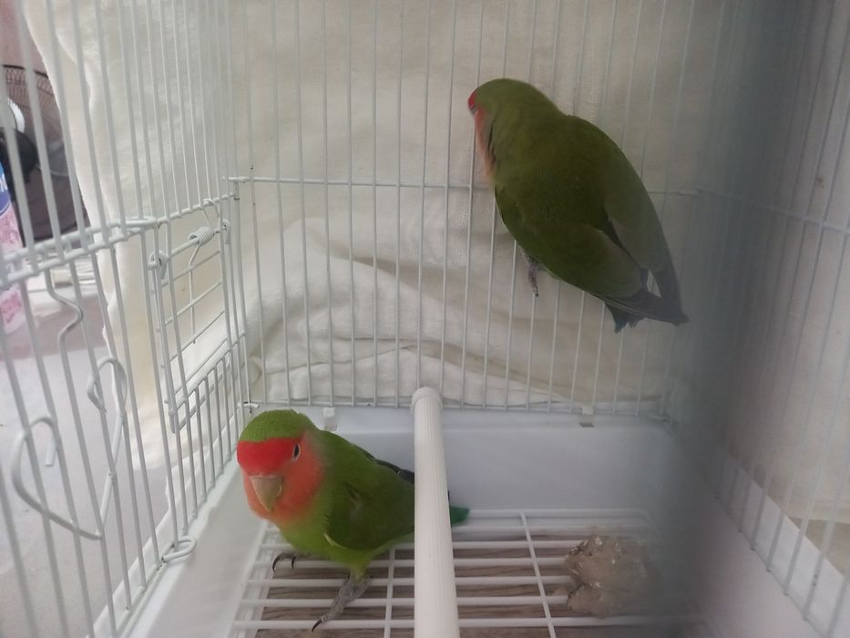 Продаю ПОПУГАИ - Неразлучники