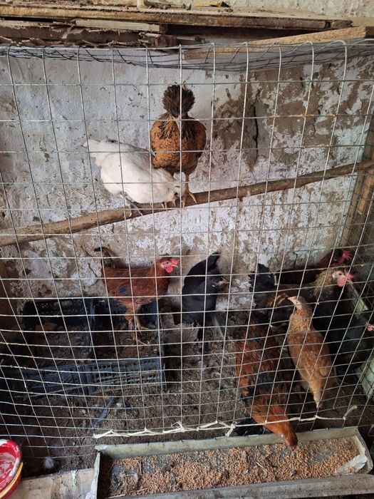 Дамашни товуклар сотилади