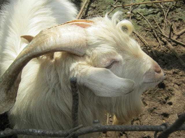 Козел Эчки така 3 года.