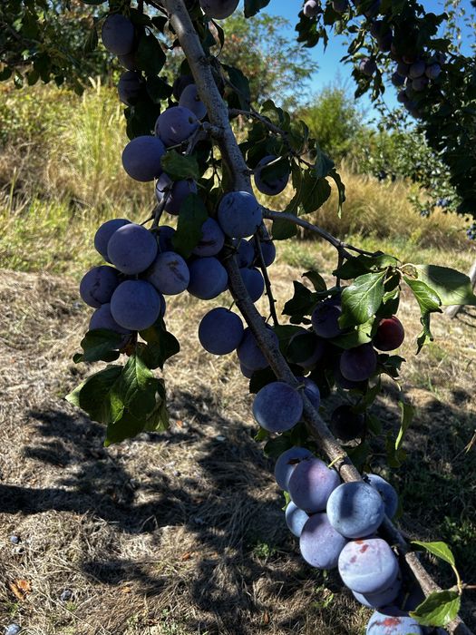 Vand prune pentru piata sau tuica