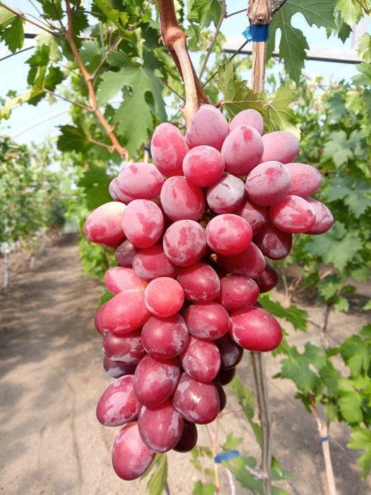 Vita de vie soiuri de masă pentru boltă