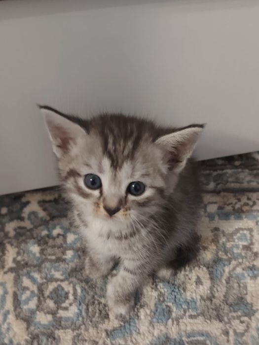 Котенок в добрые руки