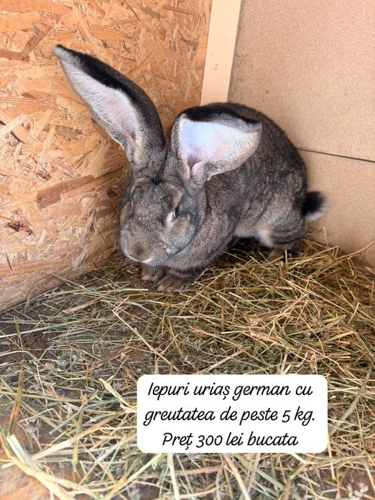 Animale pentru gospodarie,microferma