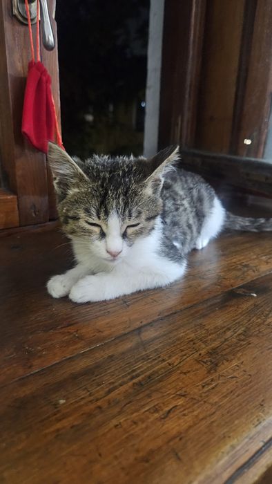 Отдаи котят в хорошие руки