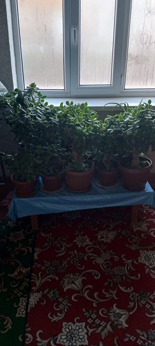 Dollir Gullar sotiladi arzon