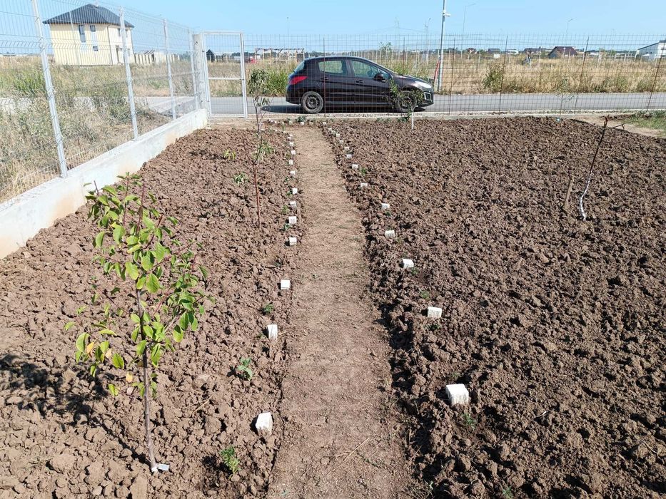 Vanzare teren Berceni - strada Sfanta Ana