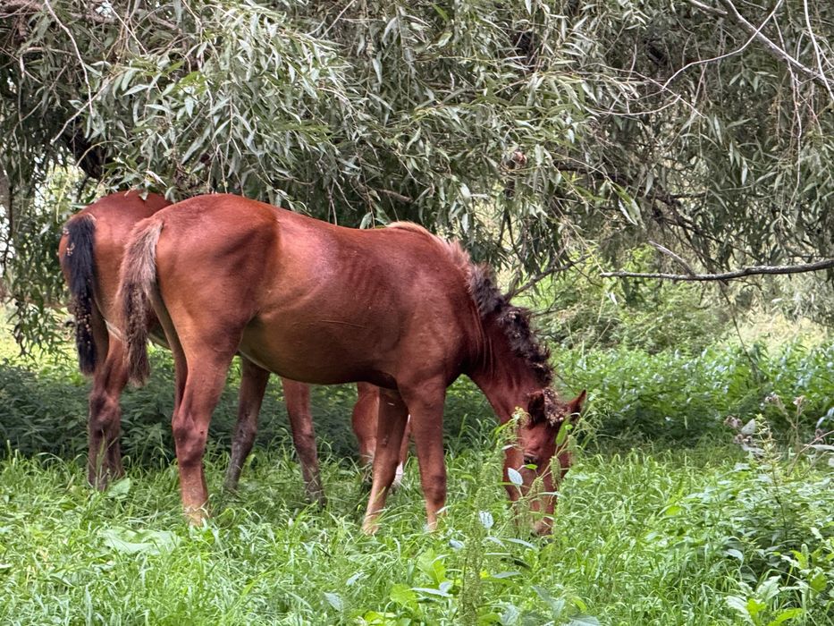 Продам табун лошадей кабылу, лошадь приученную к бричке