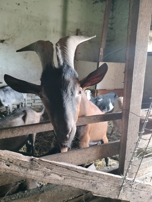 Țap alpin francez
