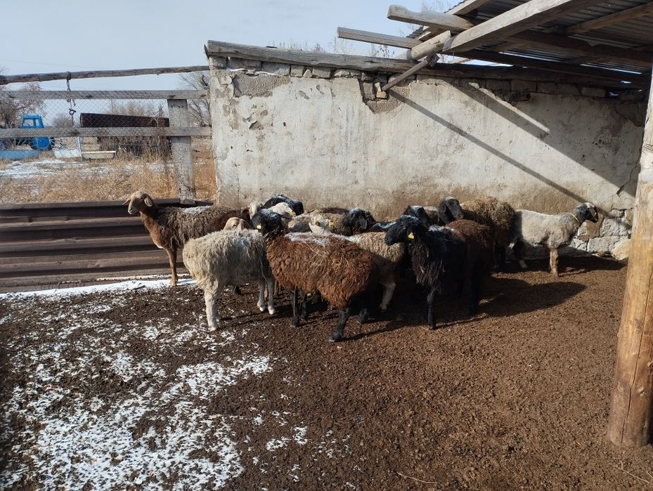 Продам баранов оптом