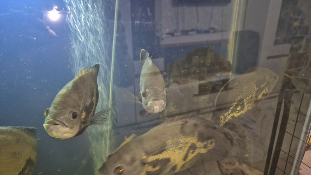 Продам астронотуса