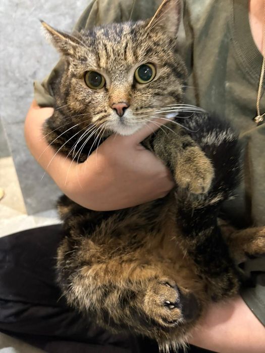 Отдам в добрые руки кошку