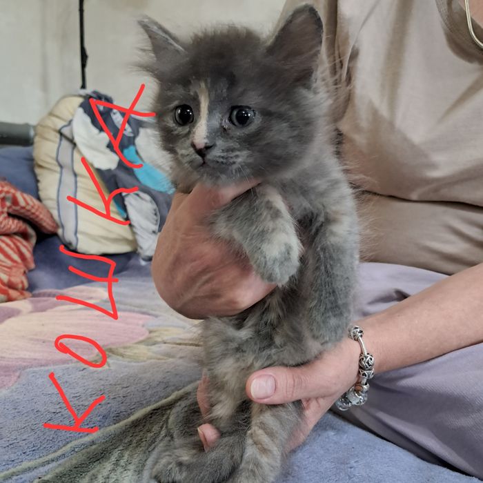 Отдам кошечек  бесплатно