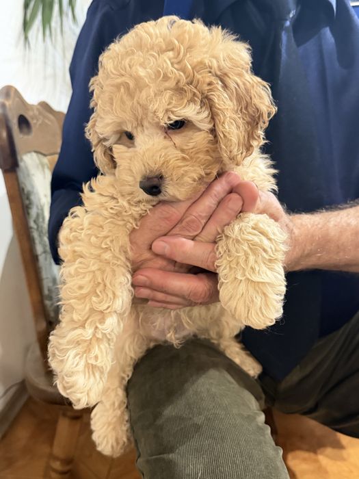 Щенок пуделя  . 2,5 месяцев . 150000