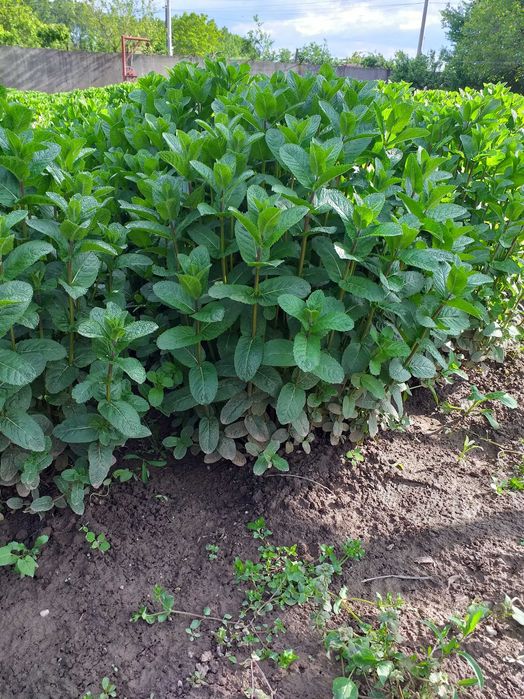 Stoloni menta olandeza.