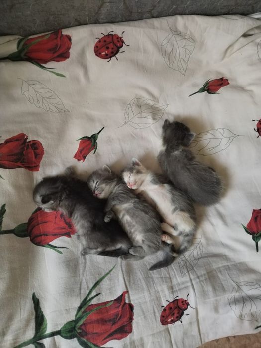 Отдам котят , 4 апреля будет месяц