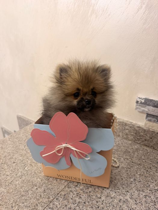 Pomeranian cu pedigree FCI