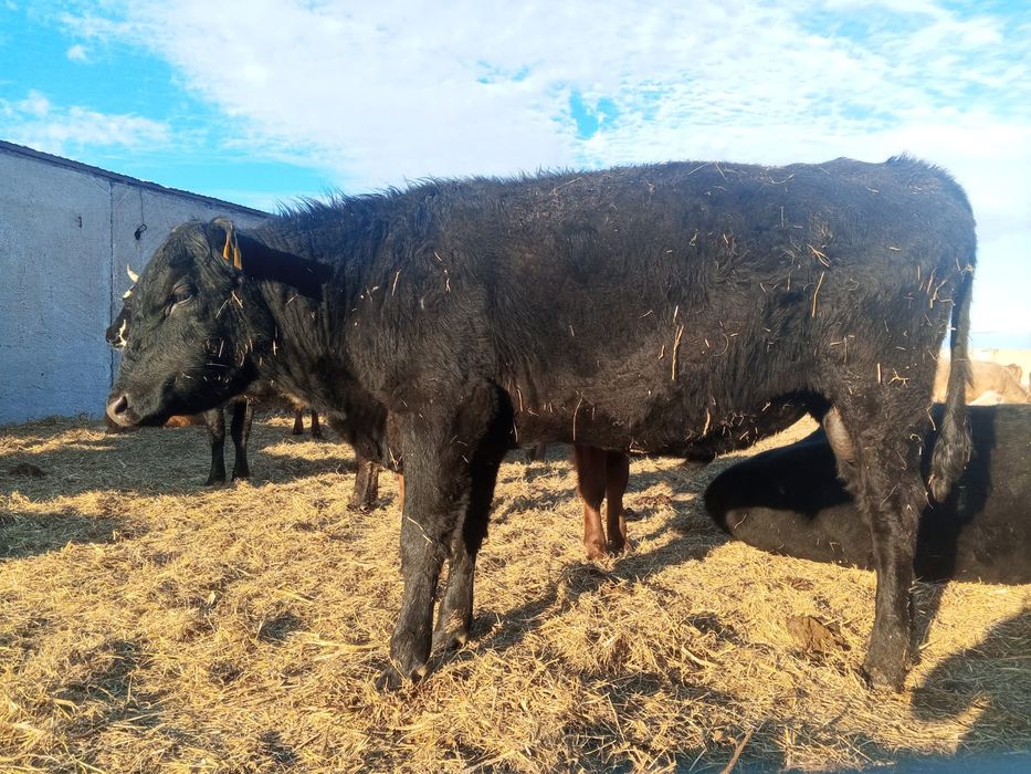 Продам быков на племя