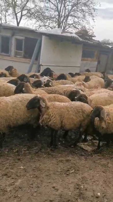 Oi și capre de vânzare