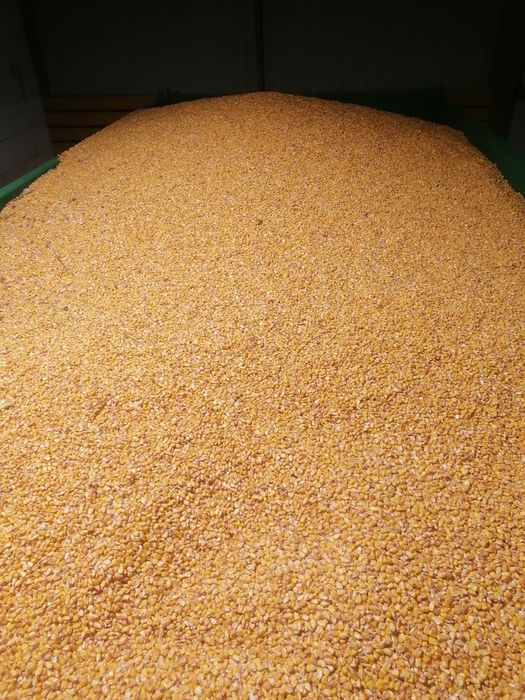 De vanzare porumb boabe