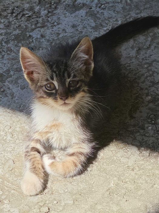 3 Новородени Котета