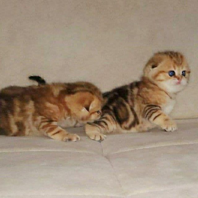 Шикарные котята от правильной вязки