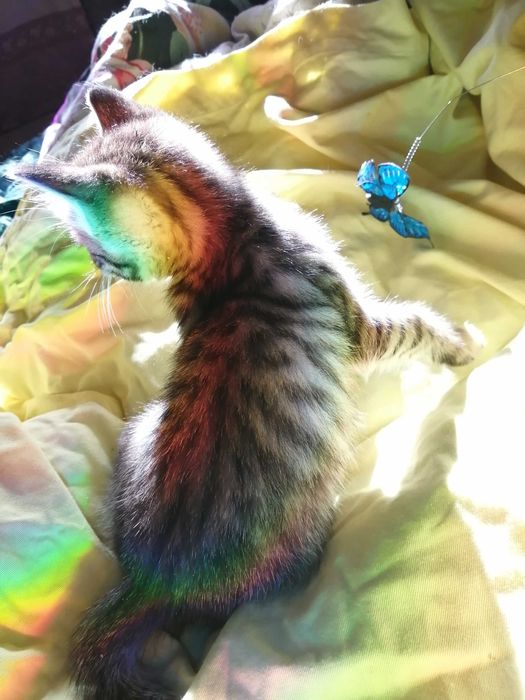 ОБЫЧНЫЙ КОТЕНОК или полосатое счастье?