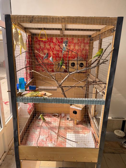 Папугай волнистый