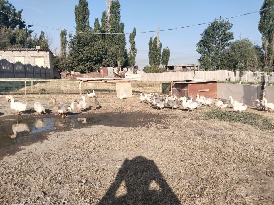 Үйрек палапандары сатылады