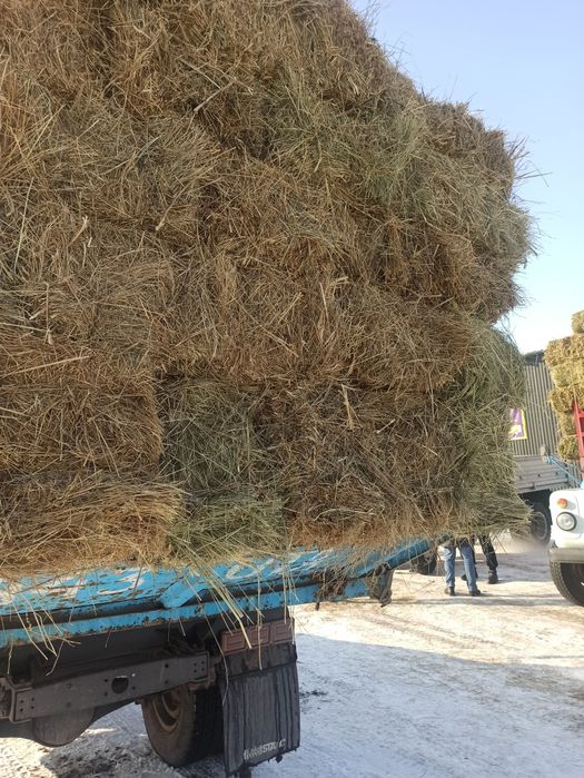 Люцерна чистый 3 кос