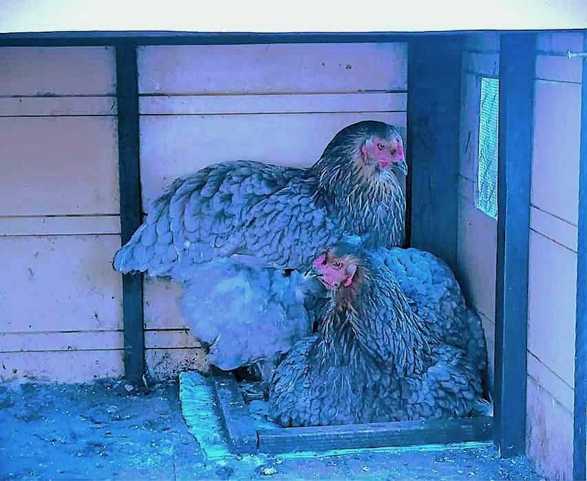 Vând oua brahma pentru incubat