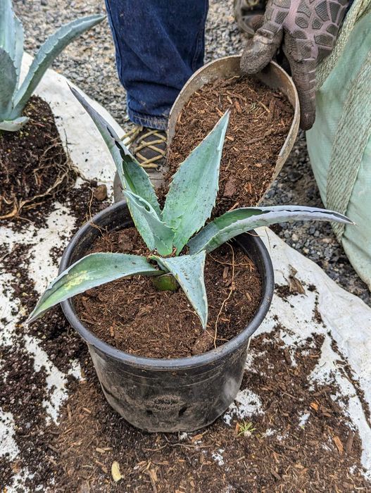 Agava mexicana uriasa