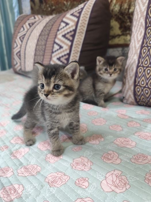 Подарок для любимых! Шикарные котята!