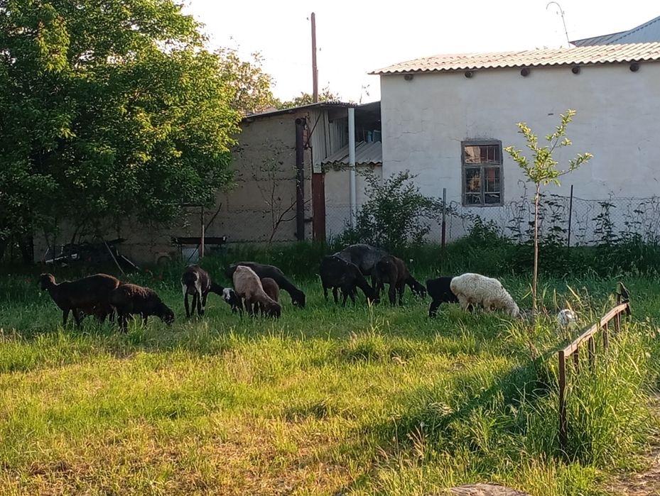 Бараны продам всех не выборочно