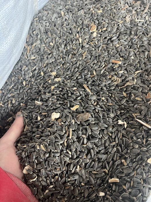 Vând Floarea-Soarelui