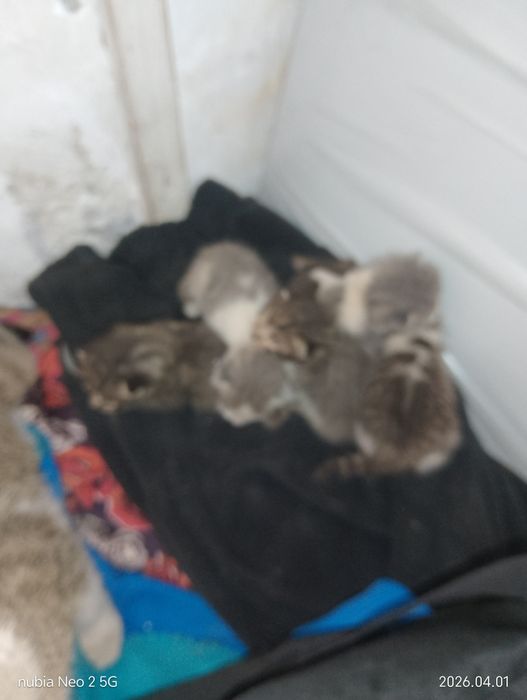 Кошка с котятами