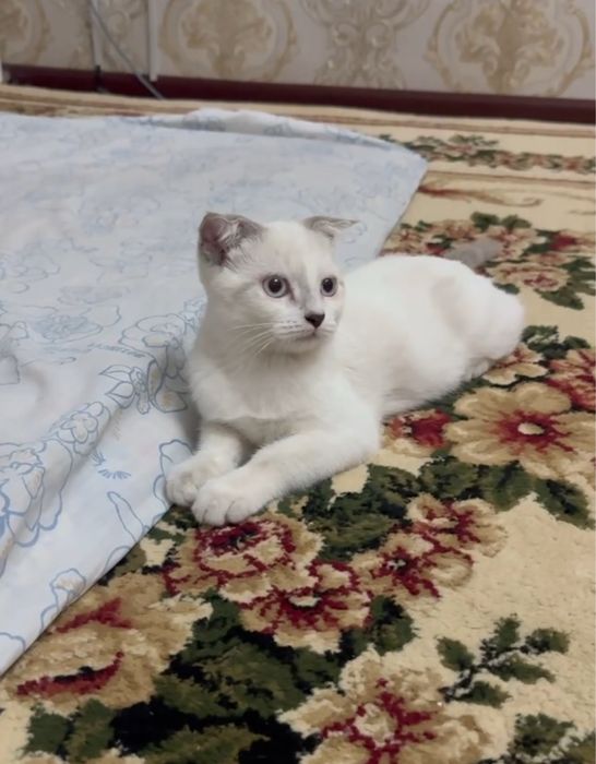 Scotish fold mushuklar sotiladi  soglom