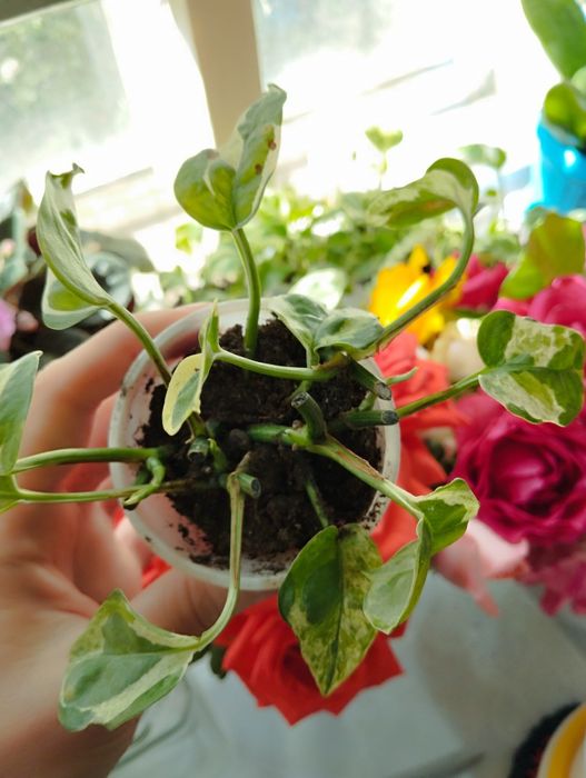 Сциндапсус энджой