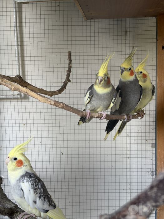 5 попугаев с клеткой
