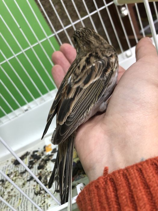 Овсянка горная самец