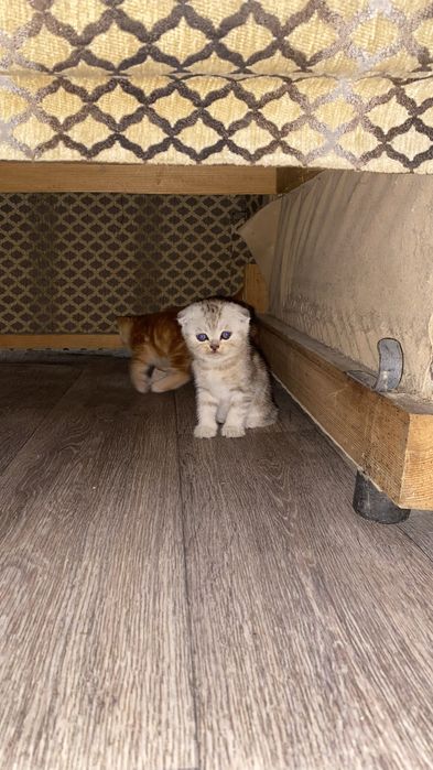 Породистые котята