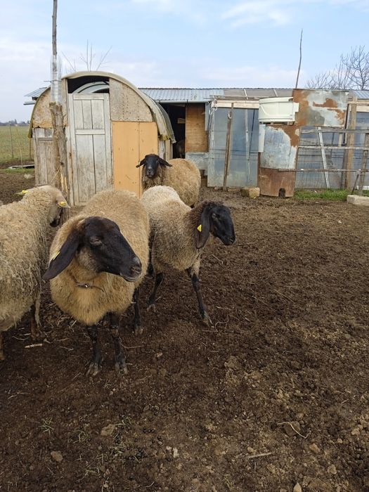 Două țigăi sârbești și o carabașă foarte mare gestanta