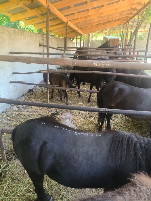 Продам пони шетлендский